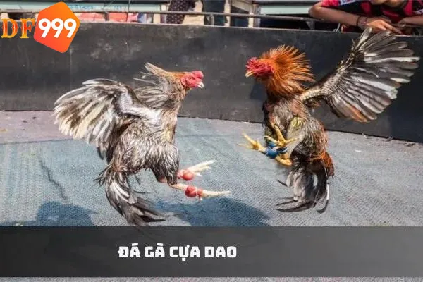 Đá gà cựa dao là gì?