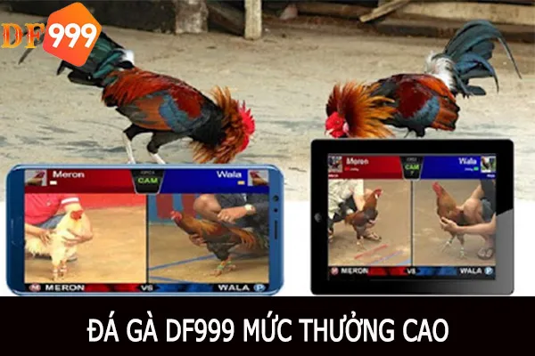 Đá gà DF999 có mức tiền thưởng cực cao